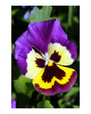Purple and Yellow Flower
