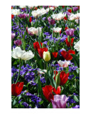 Spring Garden