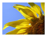 SUNFLOWER IN THE SKY