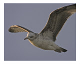 405 - Soaring Seagull