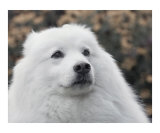 Samoyed Portrait