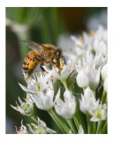 Honey Bee on White Flower