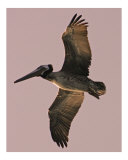 404 - Sunlit Pelican