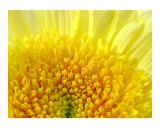 Yellow Mum
