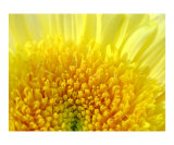 Yellow Mum