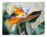 Bird of Paradise