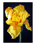 Yellow Iris