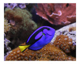 Blue Hippo (Regal) Tang - Saltwater Fish and Corals