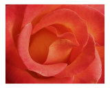 Rose 135