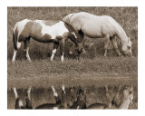 Horses Grazing Near Water - Sepia