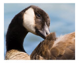 Canadian Goose Close Up