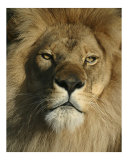 505 - The King