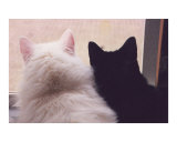 Two Cats
