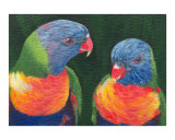 Parrot Love