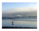 Fog Gull