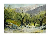 Olivetrees