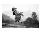 Cockerel
