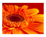 Mom's Daisy