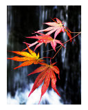 acer