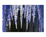 Icicles