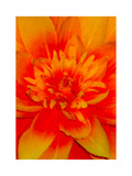 flower power