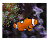 Ocellaris Clownfish and Frogspawn Coral