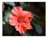Red Hibiscus Flower Bloom