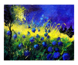 Blue cornflowers