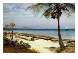 Tropical Coast
