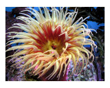 Red & Yellow Anenome