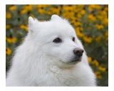 Samoyed Dog Portrait