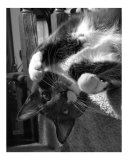 Curious Cat