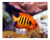 Flame Angelfish with Coral Reef