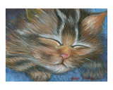 Kitten Sleeping