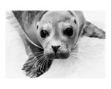 sealpup