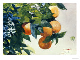 Oranges on a Branch  1885