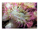 Pink Anenome