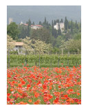 The Poppies at Castello D' Aviano