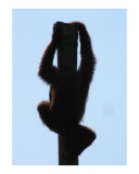 Monkey Climbing Pole