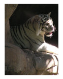 Tiger In Light