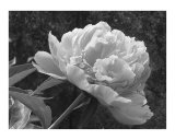 Peony