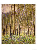 Sunlit Birches  1924
