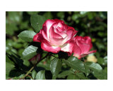 Red and White Rose