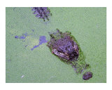 Alligator in Swamp