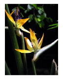 Bird of Paradise