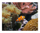 Ocelllaris Clownfish Among Corals - Coral Reef