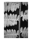 Fern Leaves I
