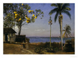 Tropical Scene