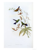 A Monograph of the Trochilidae or Family of Hummingbirds  Published 1849-1861