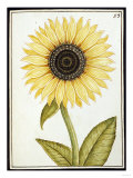 Le Grand Soleil  circa 1700